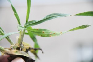 Młode rośliny pszenicy ozimej porażone rdzą brunatną (Fot. M. Korbas)